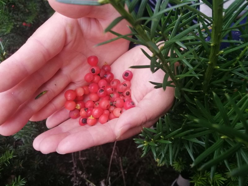 红豆杉