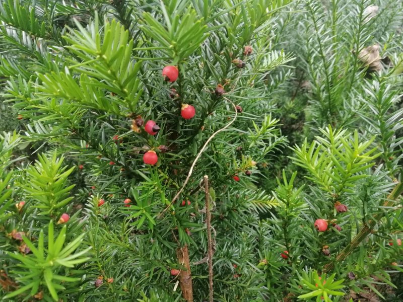 红豆杉