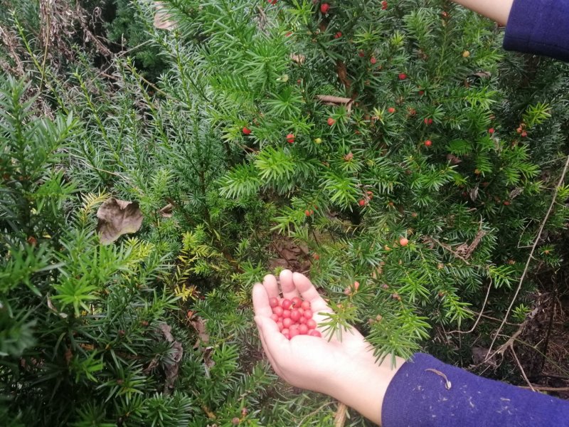 红豆杉