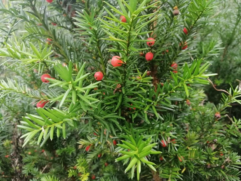 红豆杉