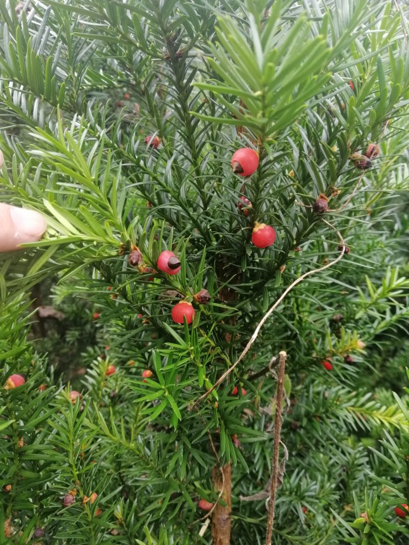 红豆杉