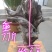 太行崖柏