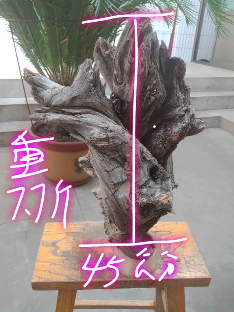太行崖柏