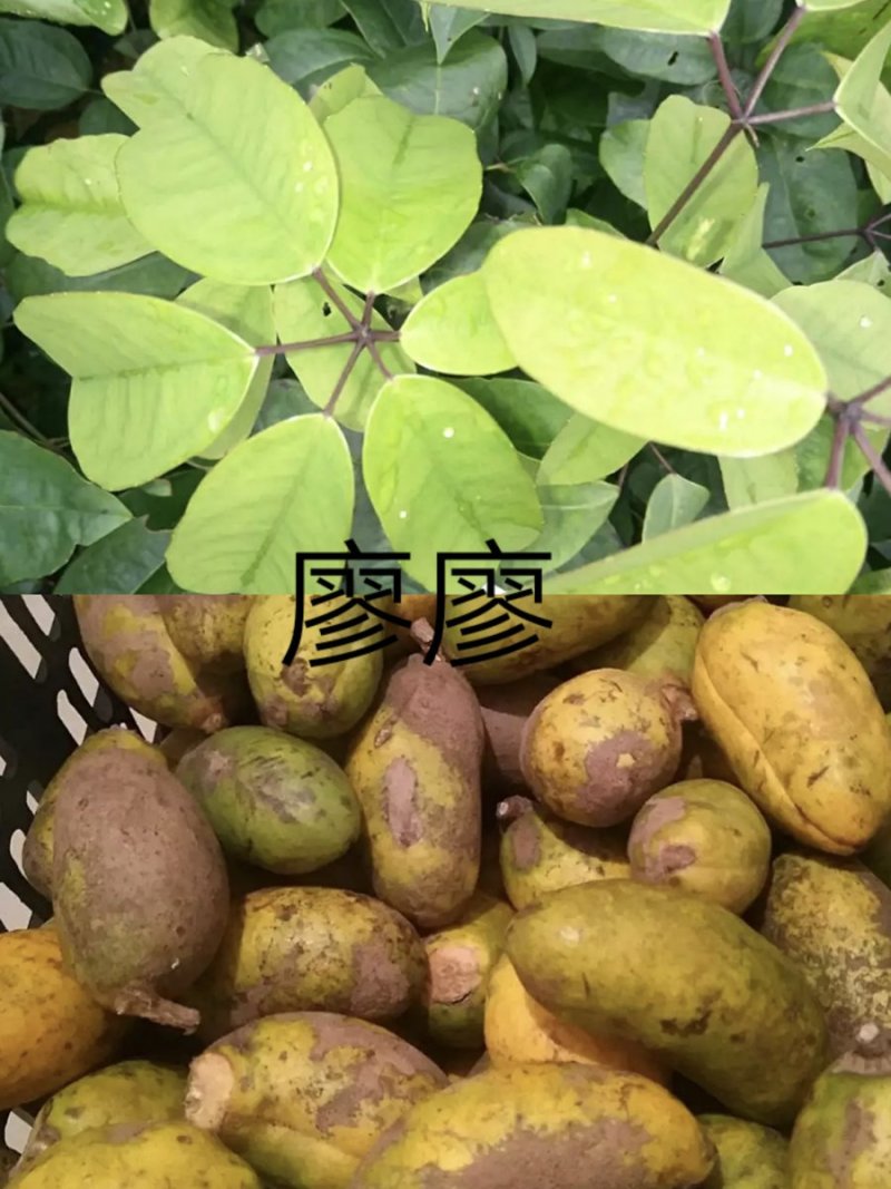 九月黄九月瓜牛坨七叶木通卵两年苗