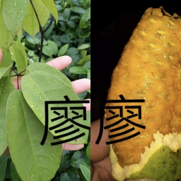 九月黄九月瓜牛坨七叶木通卵两年苗