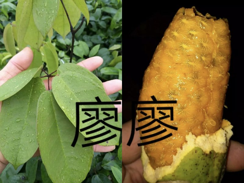 九月黄九月瓜牛坨七叶木通卵两年苗