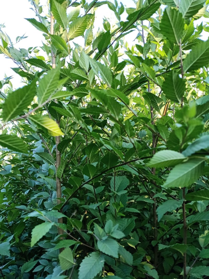 榆树苗，当年生小榆树苗量大，规格80公分高到2.5公分