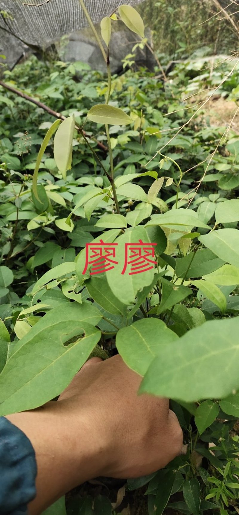 九月黄杯苗六元一棵，地苗五元一颗