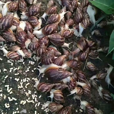 白玉蜗种苗批发鲜活高产