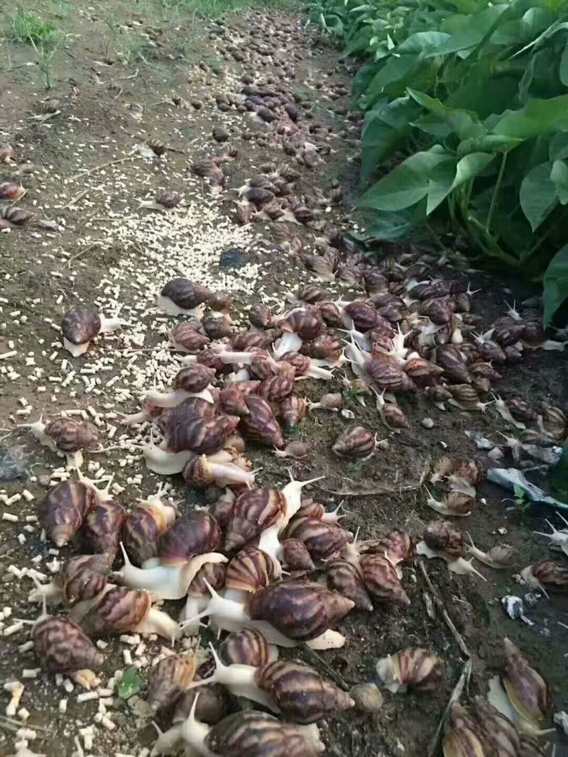 白玉蜗种苗批发鲜活高产