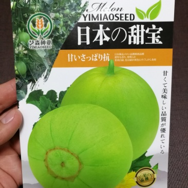 【精选】日本甜宝甜瓜品质好果实大成熟后浅黄色香甜爽口