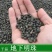 地下明珠陈伤子一粒金丹无硫净货保正品批发零售中药材包邮