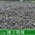 地下明珠陈伤子一粒金丹无硫净货保正品批发零售中药材包邮