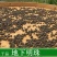 地下明珠陈伤子一粒金丹无硫净货保正品批发零售中药材包邮
