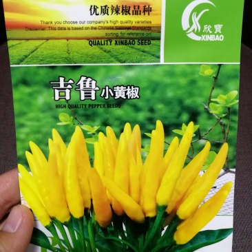 【精选】小黄辣椒抗性好抗重茬无限生长产量高品质好