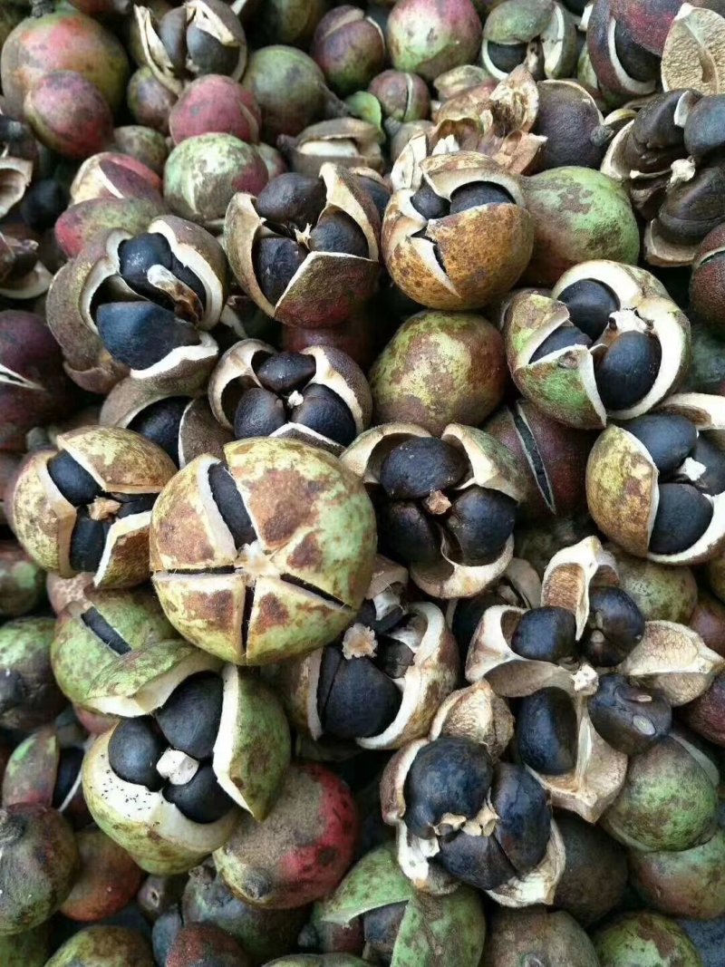 广西乐业山茶油茶籽