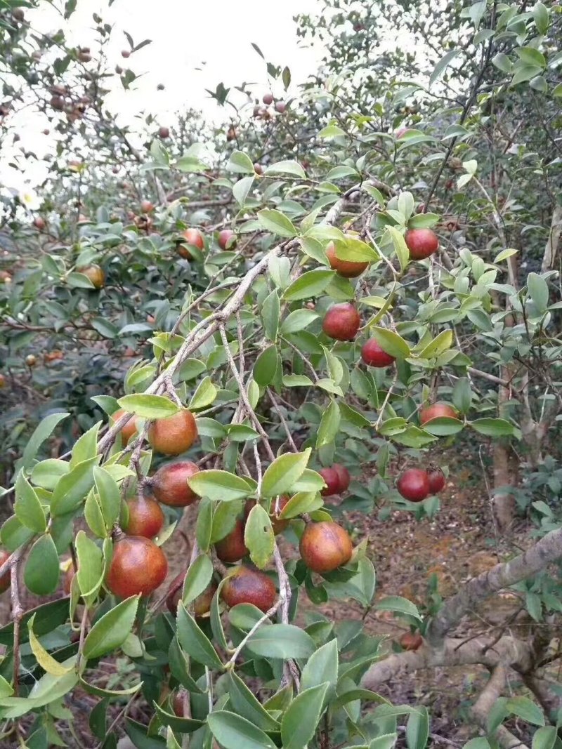 广西乐业山茶油茶籽