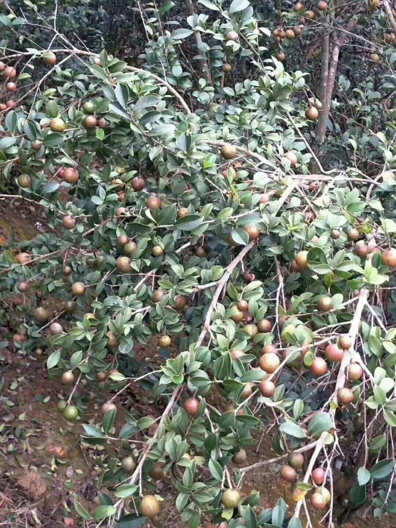广西乐业山茶油茶籽