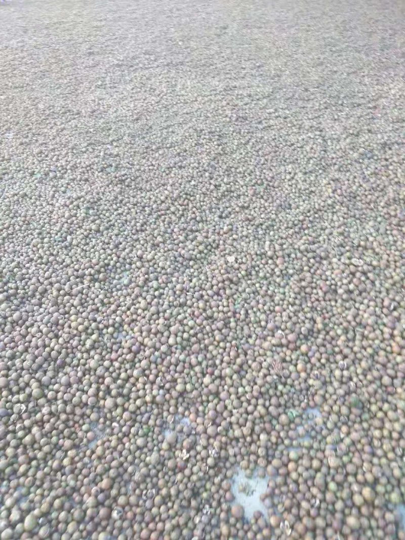 广西野山茶，货源充足，质量保证，产地直销，专业团队，专业