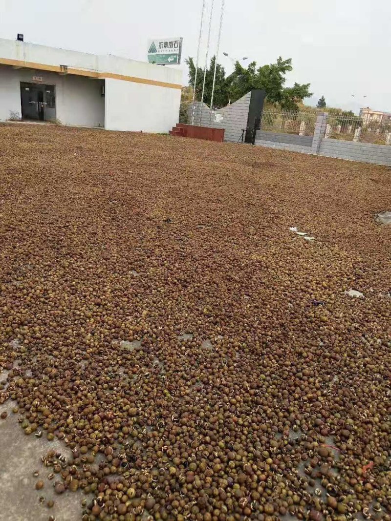 广西野山茶，货源充足，质量保证，产地直销，专业团队，专业