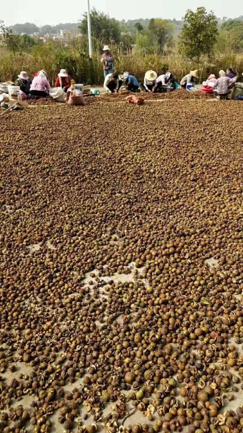 广西野山茶，货源充足，质量保证，产地直销，专业团队，专业