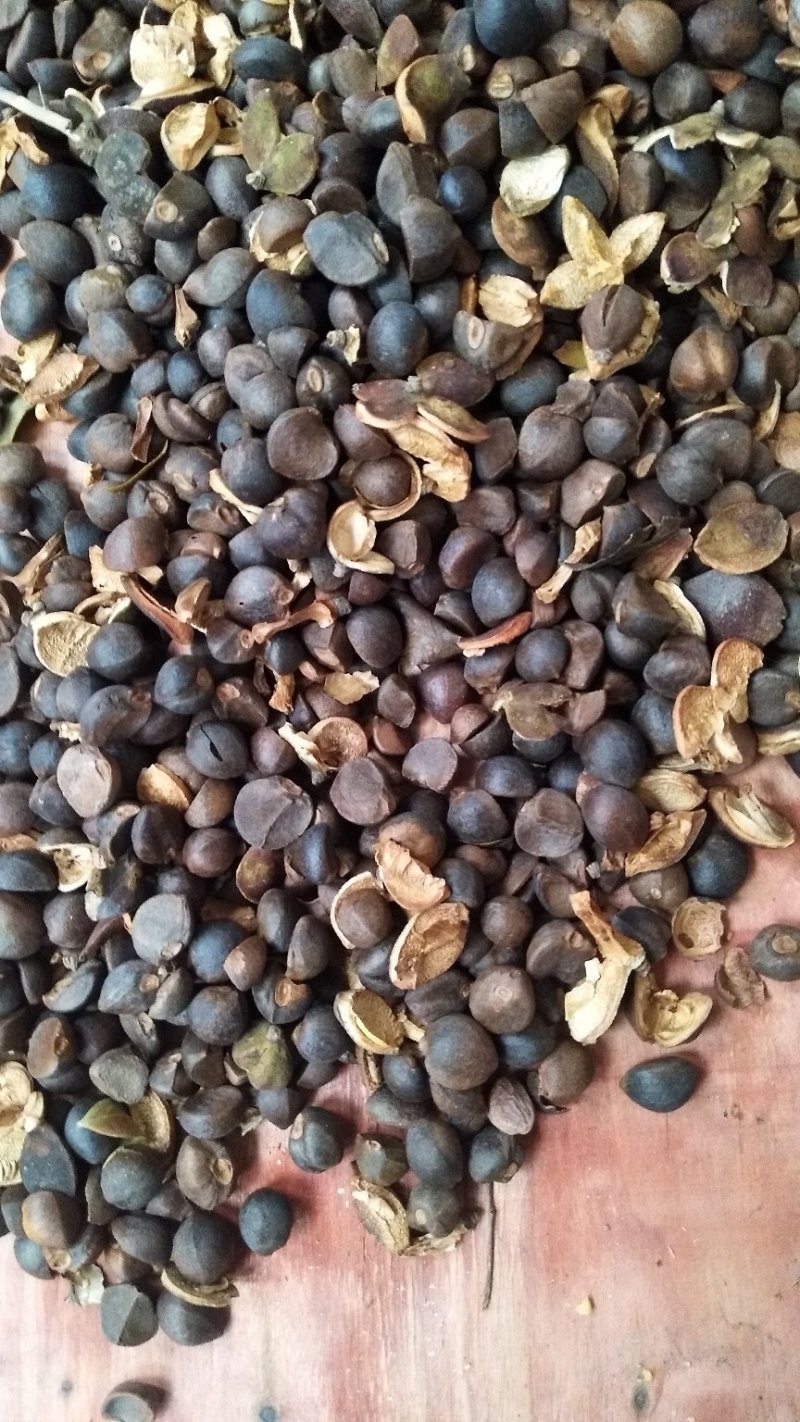 广西野山茶，货源充足，质量保证，产地直销，专业团队，专业