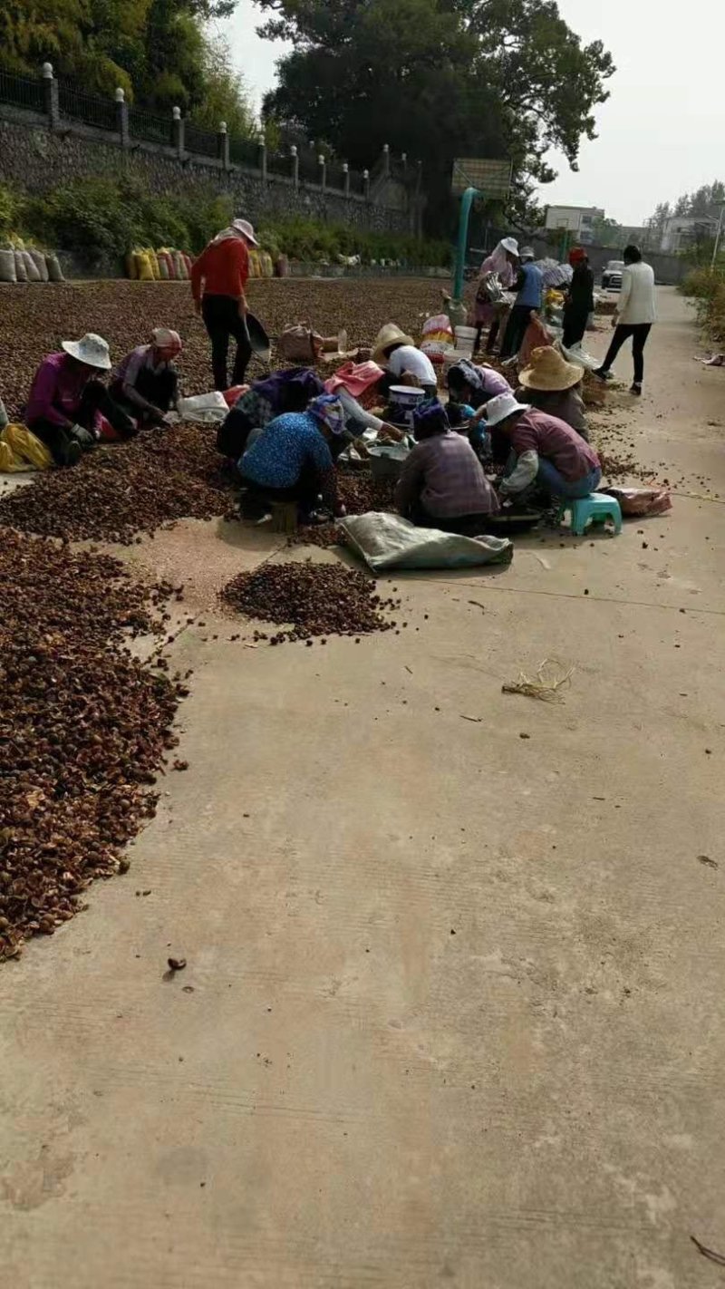 广西野山茶，货源充足，质量保证，产地直销，专业团队，专业