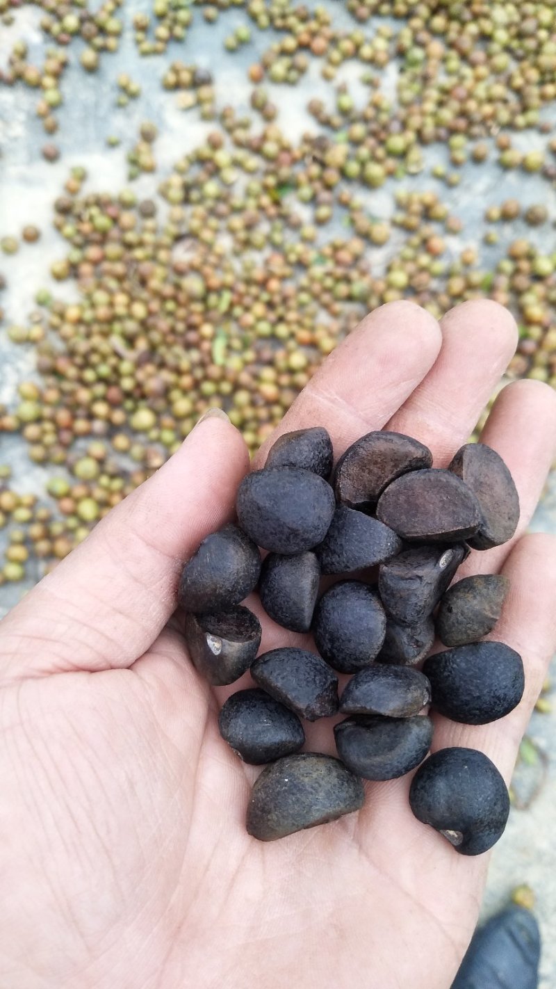 广西野山茶，货源充足，质量保证，产地直销，专业团队，专业