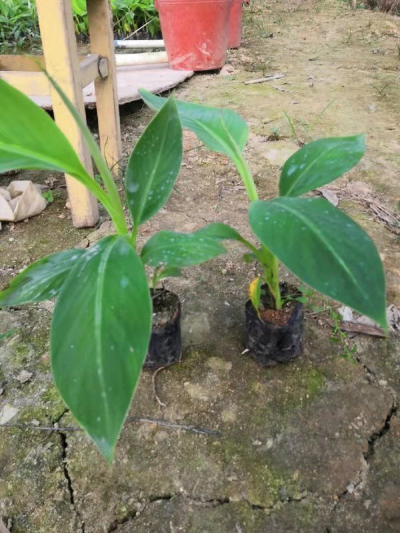 巴西蕉苗，20，30公分高，1万株，价格优惠
