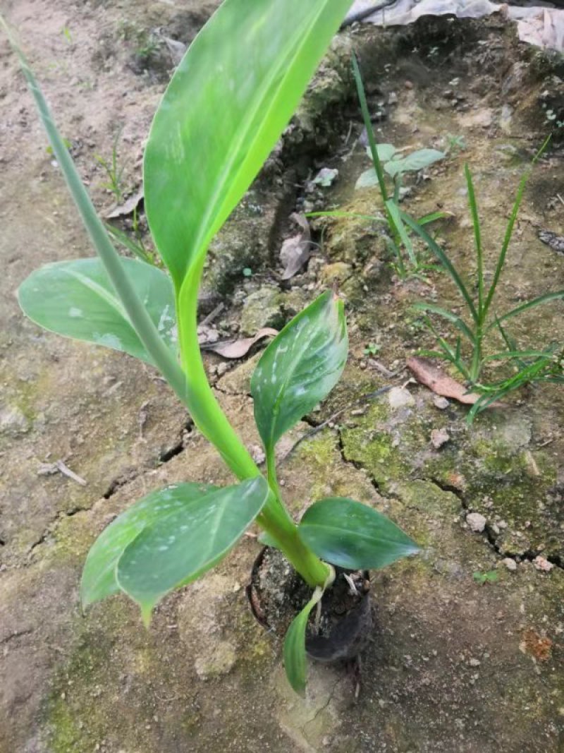 巴西蕉苗，20，30公分高，1万株，价格优惠