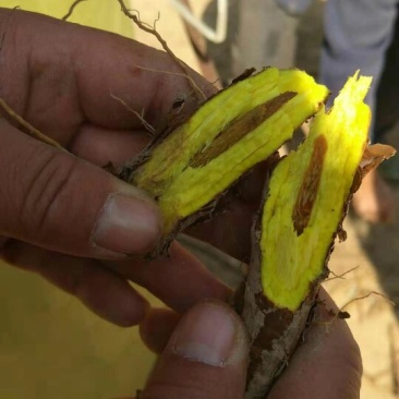 陕北黄芩5年以上鲜货供应