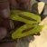 陕北黄芩5年以上鲜货供应