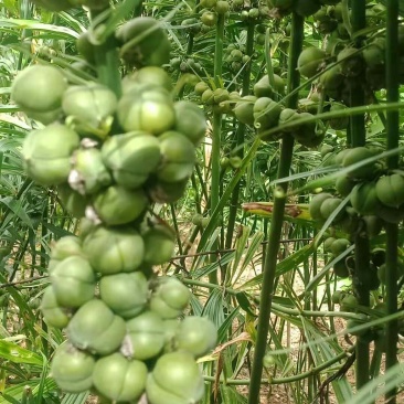 大量出售滇黄精籽和重楼种子