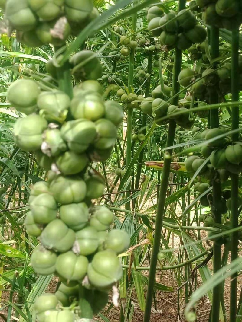 大量出售滇黄精籽和重楼种子