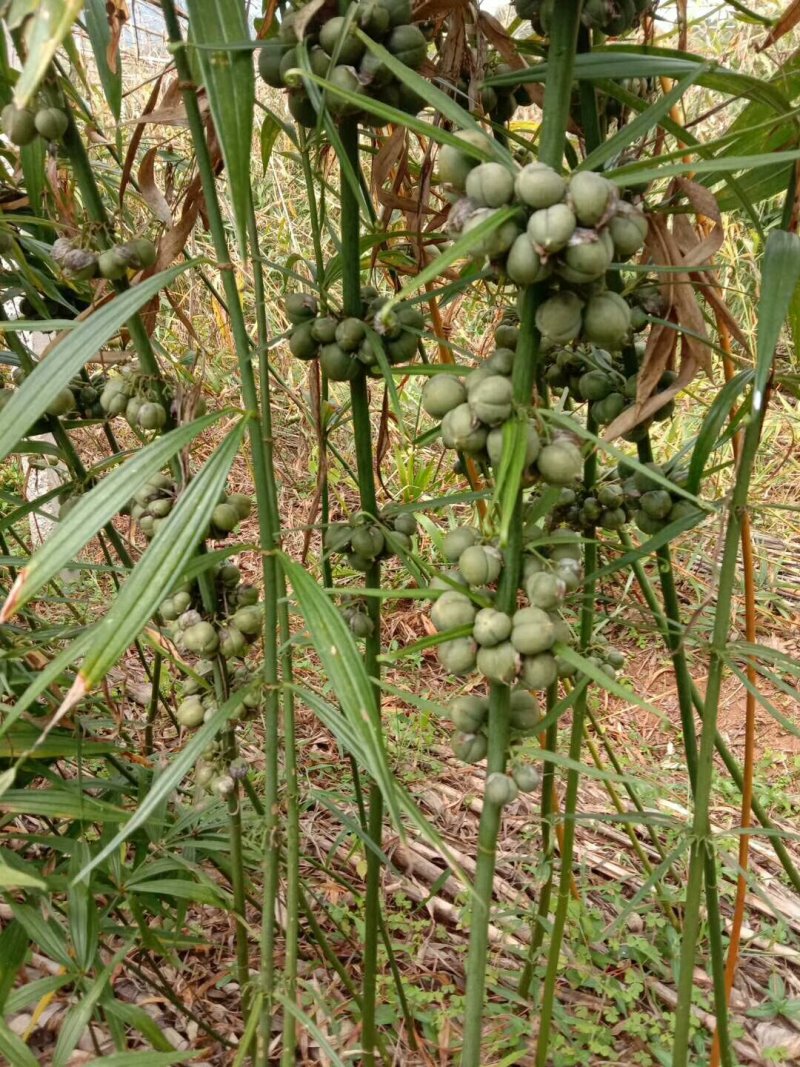 大量出售滇黄精籽和重楼种子