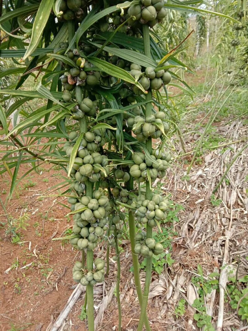 大量出售滇黄精籽和重楼种子