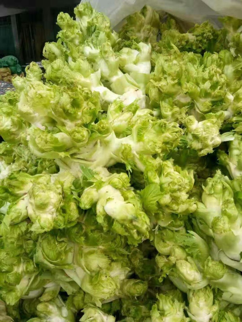 儿菜基地