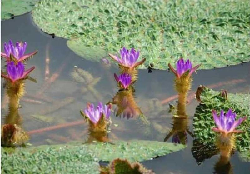 高产芡实种子芡实苗鸡头米苏芡无刺芡实，颗颗种子都是精选的
