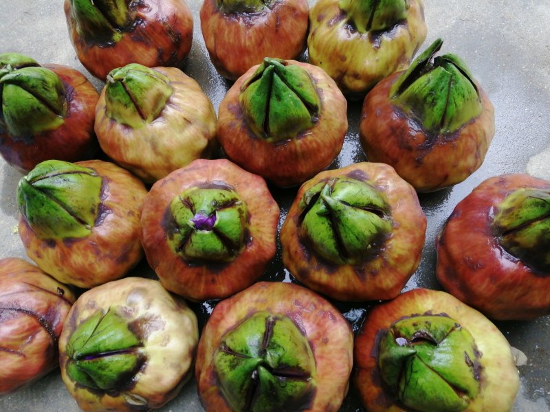 高产芡实种子芡实苗鸡头米苏芡无刺芡实，颗颗种子都是精选的