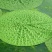 高产芡实种子芡实苗鸡头米苏芡无刺芡实，颗颗种子都是精选的