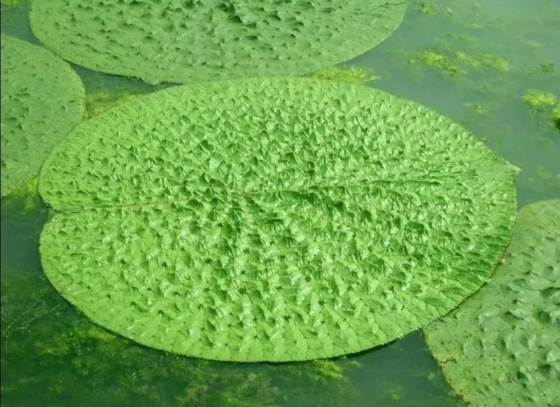 高产芡实种子芡实苗鸡头米苏芡无刺芡实，颗颗种子都是精选的