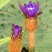 高产芡实种子芡实苗鸡头米苏芡无刺芡实，颗颗种子都是精选的
