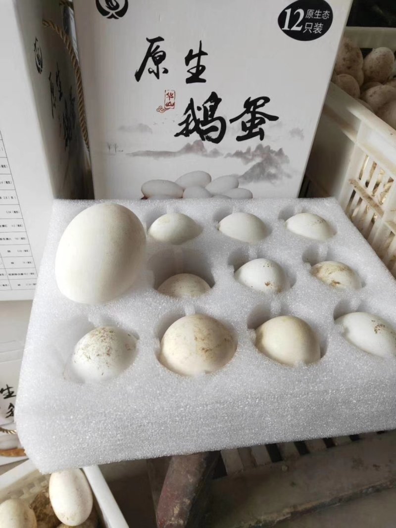 三花鹅，皖西大白鹅