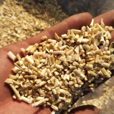 河北白茅根大货，茅根米，茅根段，无硫茅根