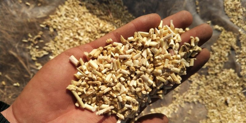 河北白茅根大货，茅根米，茅根段，无硫茅根