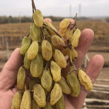 2021年新货！新疆无核白葡萄干传统葡萄干