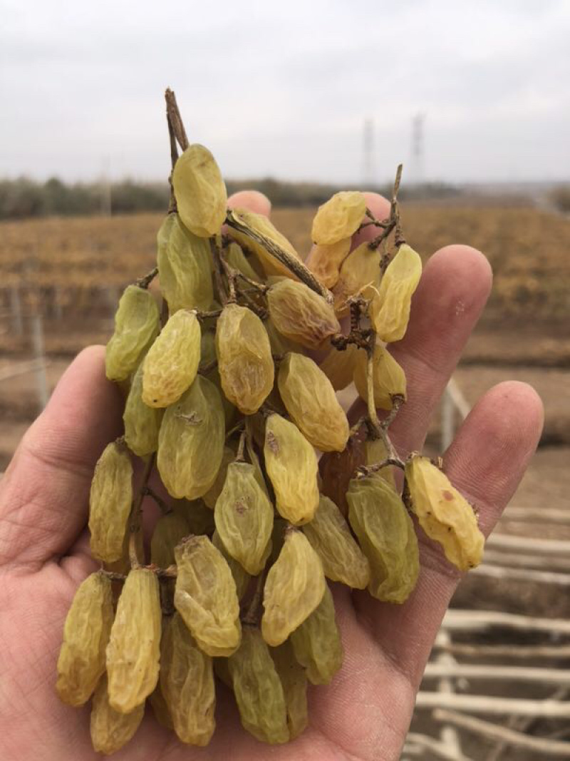 2021年新货！新疆无核白葡萄干传统葡萄干
