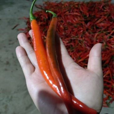 鲜辣椒