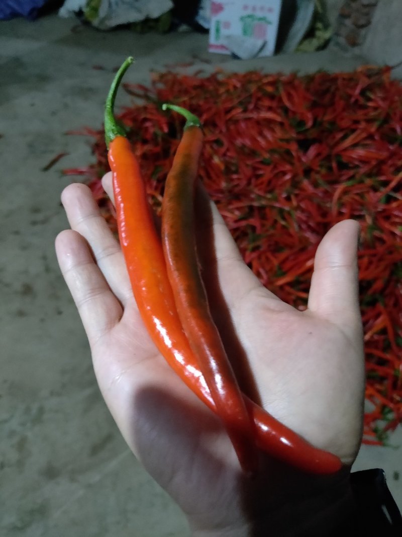 鲜辣椒