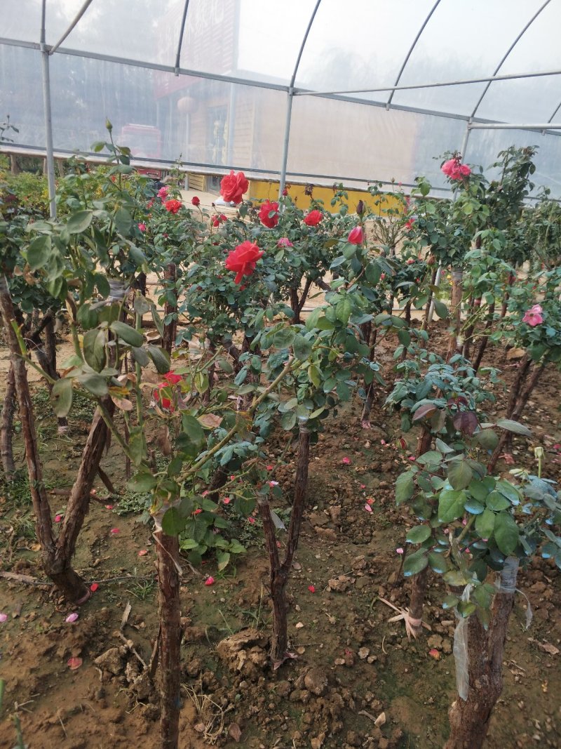 高干月季